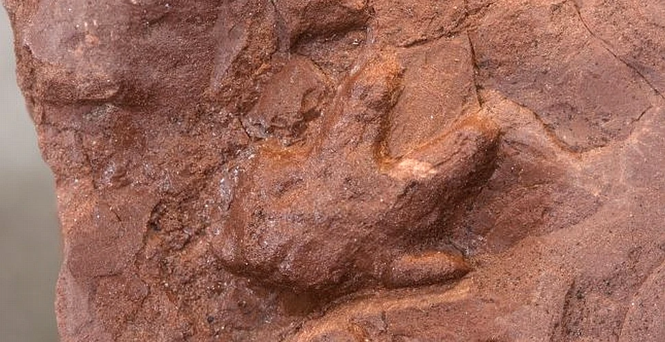A fost descoperit cel mai vechi cuib de dinozauri