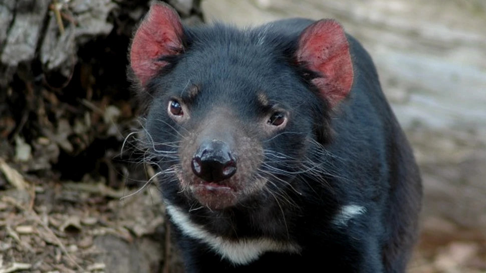Cum salvam diavolii tasmanieni?