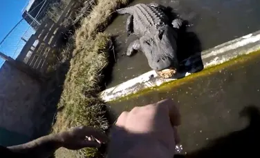 Un bărbat, fără pregătire specială, s-a încumetat să atingă limba unui aligator – VIDEO