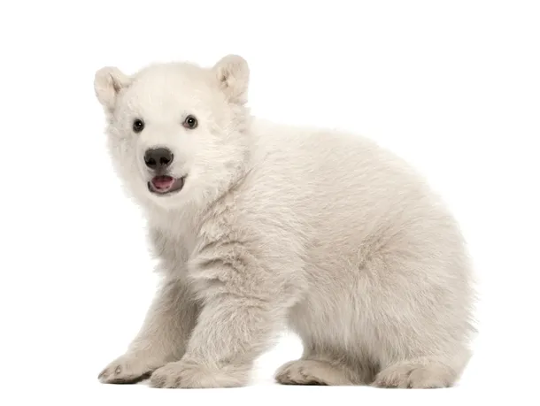 Pui de urs polar