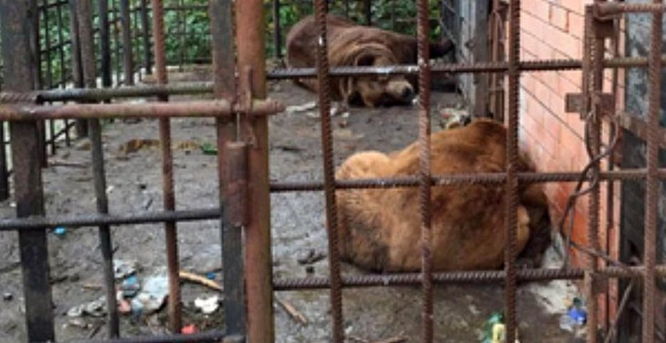 Doi urşi din Rusia, trimişi la dezalcoolizare în România – VIDEO