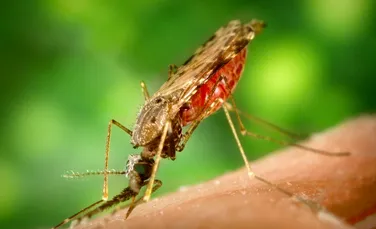 Anticorpul care previne malaria a fost identificat! Ce a dezvăluit un studiu?