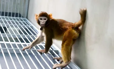 Cercetătorii chinezi au clonat pentru prima oară o maimuță rhesus