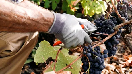 Fumul incendiilor de pădure ar putea afecta gustul vinului! Ce spun viticultorii din Franța?