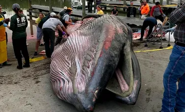 O balenă dintr-o specie complet nouă, găsită eșuată pe o plajă din Florida