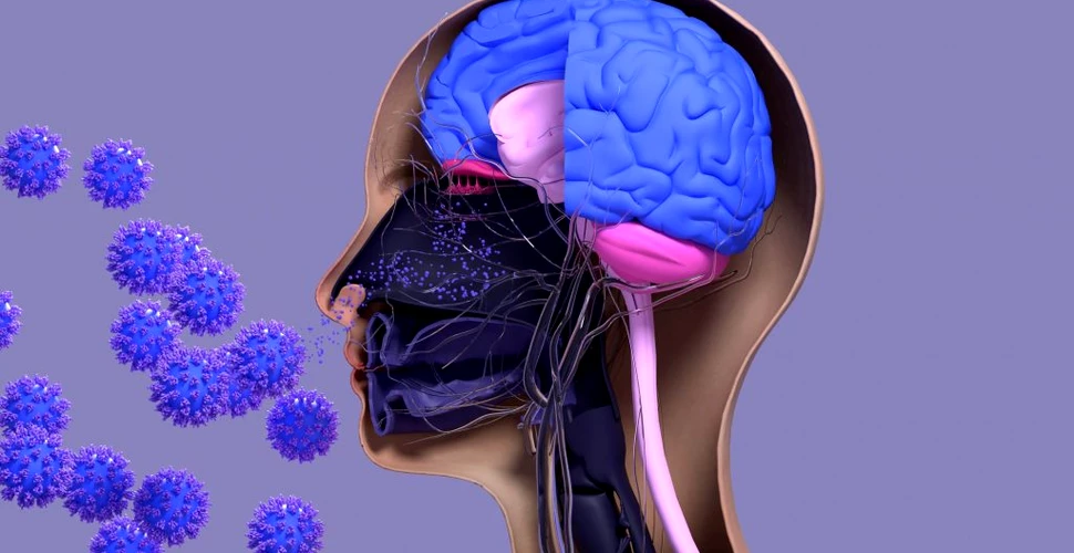 COVID-19 nu infectează celulele creierului uman. Ce sunt anosmia şi parosmia