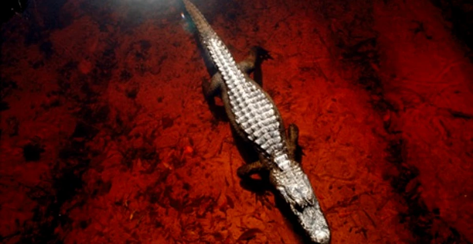 Sangele de aligator, sursa viitoarelor antibiotice