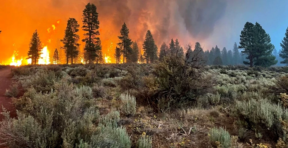 Încălzirea globală și exploatarea terenurilor vor duce la incendii de vegetație mai extreme