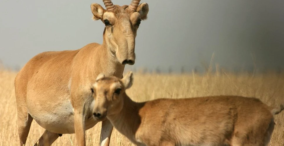 Alertă în Kazahstan după ce zeci de mii de antilope au murit în doar patru zile