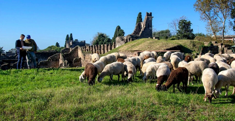 Cum ajută oile la păstrarea ruinelor antice de la Pompeii?