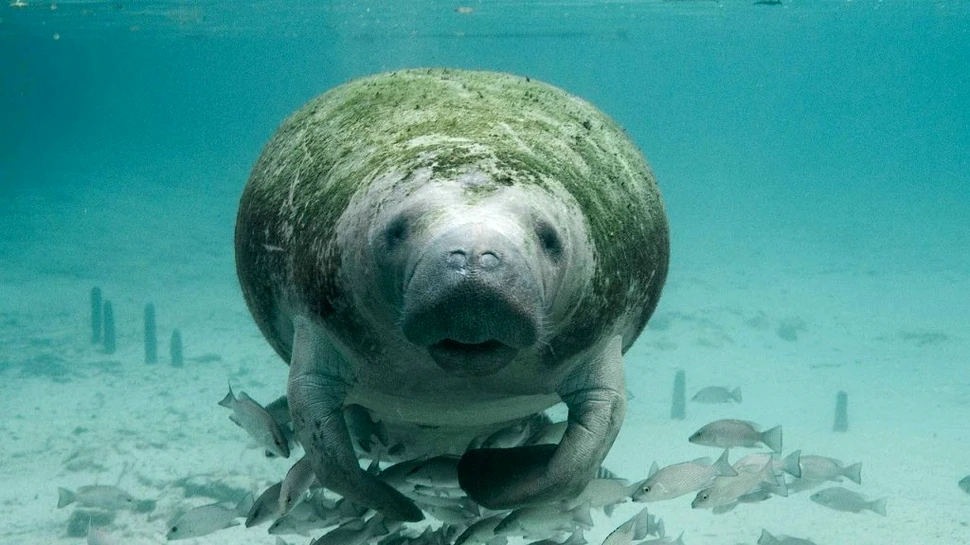 Fosile recent descoperite sugerează că „vaci antice de mare” înotau cândva prin deșertul egiptean