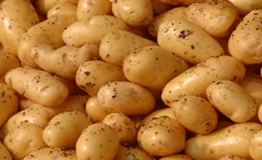 Romania a spus “NU” cartofului modificat genetic