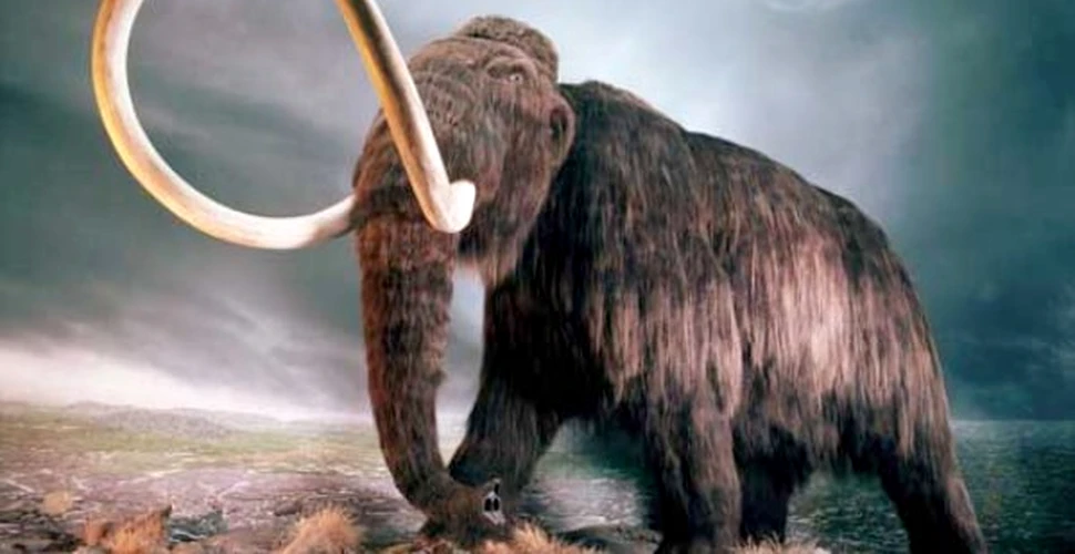 Ultimul mamut lanos avea gene nord-americane