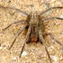 Veninul de păianjen care cauzează erecții ar putea fi noul Viagra