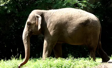 Elefanții mai bătrâni, cei mai afectați de schimbările climatice