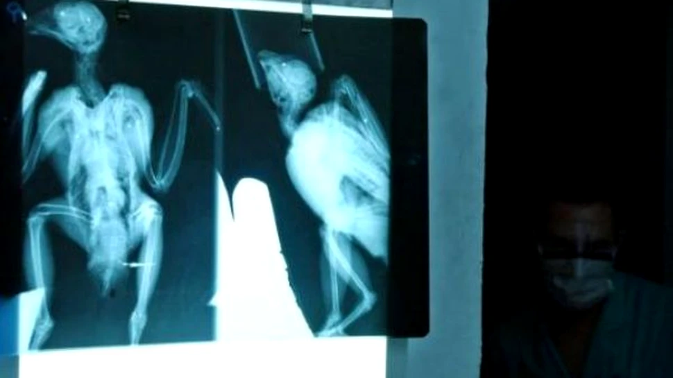 A fost dezvaluit secretul propagarii virusului aviarei