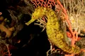 Masculii căluți de mare nasc pui într-un mod cu totul unic, arată noi cercetări