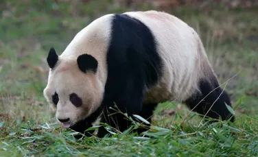 După 12 ani, singurii urși panda gigant din Marea Britanie se întorc în China