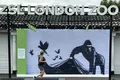 O gorilă pictată de Bansky, îndepărtată de la grădina zoologică din Londra