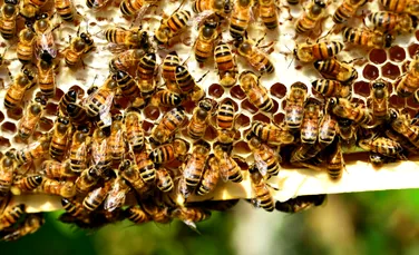 Test de cultură generală. Cum fac albinele miere?