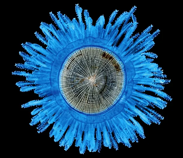 Nasturele albastru (Porpita porpita) arată ca un singur individ dar el este alcătuit dintr-o colonie de polipi cu funcţii specializate