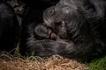„Cel mai rar cimpanzeu din lume” s-a născut la o grădină zoologică din Marea Britanie