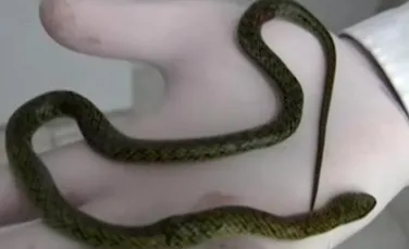 Un copil a omorât un şarpe veninos, muşcându-l. VIDEO