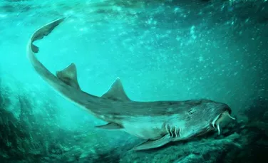 Un rechin preistoric cu dinţii ce au forma ”navelor spaţiale” a fost descoperit în albia unui râu străvechi