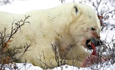 Incalzirea globala transforma ursii polari in canibali