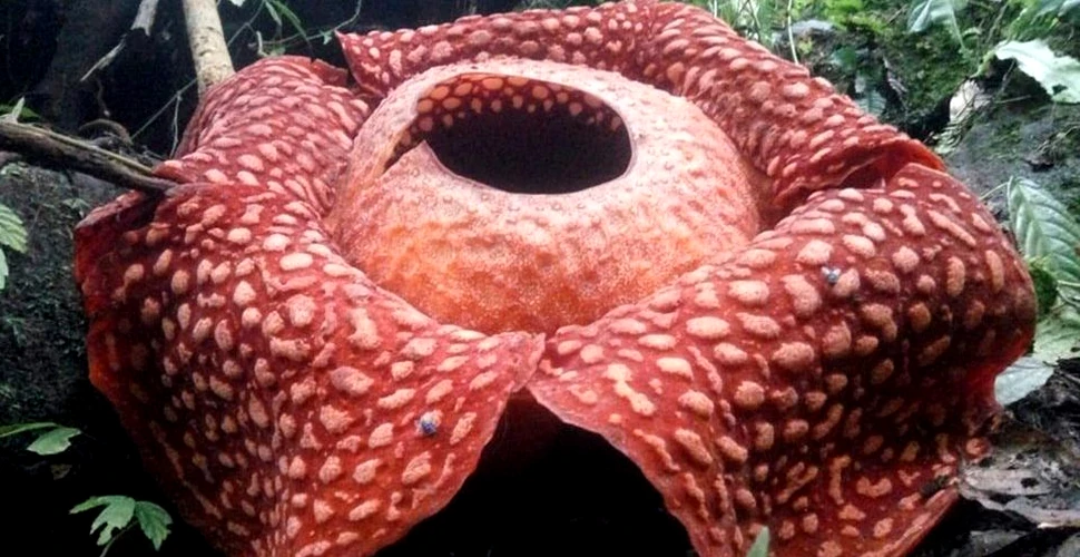 Cea mai mare ”floare-monstru” se află în Indonezia – FOTO
