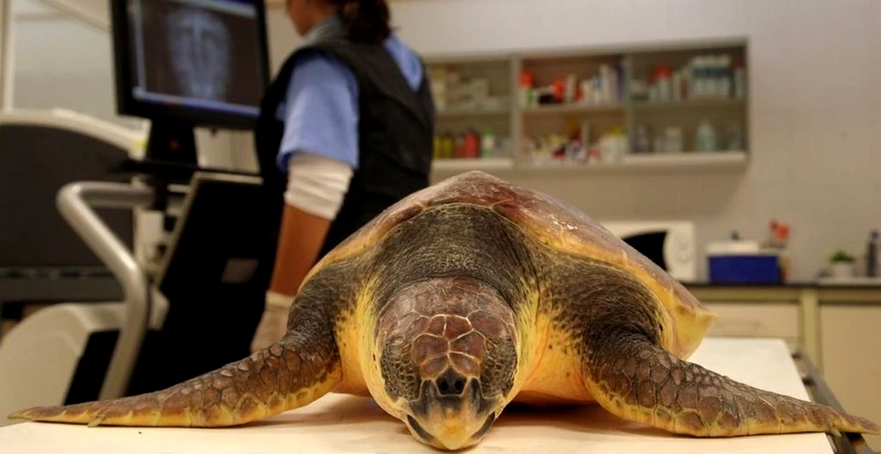 O broască țestoasă a înotat 3.000 de kilometri până acasă, după ce a primit îngrijiri medicale în Spania