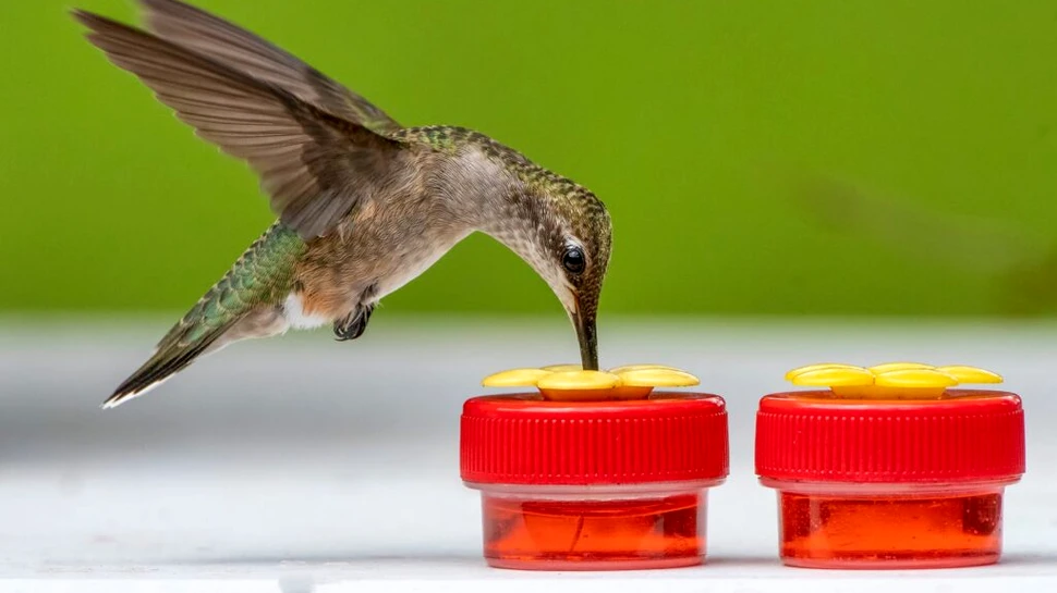 Chiar și păsările colibri preferă puțin alcool. Ce arată un nou studiu?