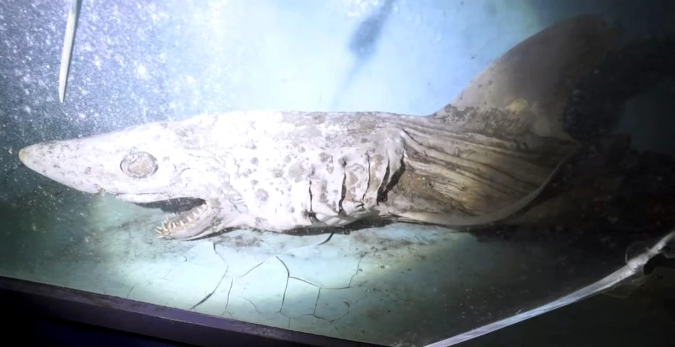 Imagini dintr-un acvariu abandonat din Spania, parcă desprinse din filmele de groază