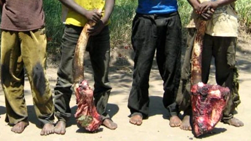 Elefanti vanati pentru fildes intr-un parc national din Africa