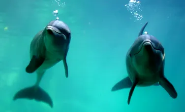 Delfini eşuaţi pe litoralul românesc, probabil din cauza oamenilor, în pline restricţii de pandemie