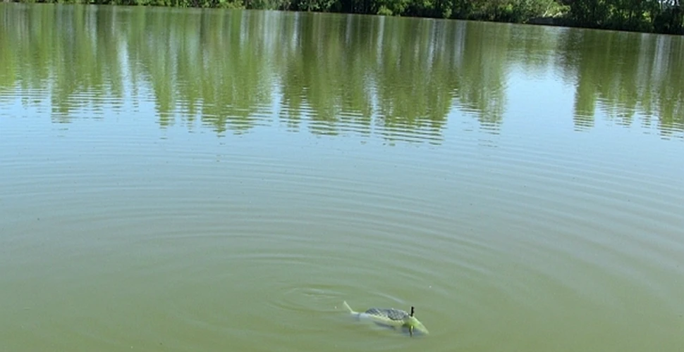 Peştii-robot vor fi folosiţi pentru a monitoriza poluarea din lacuri şi râuri (VIDEO)