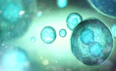 O singură celulă stem a produs peste 14 milioane de celule distrugătoare de cancer