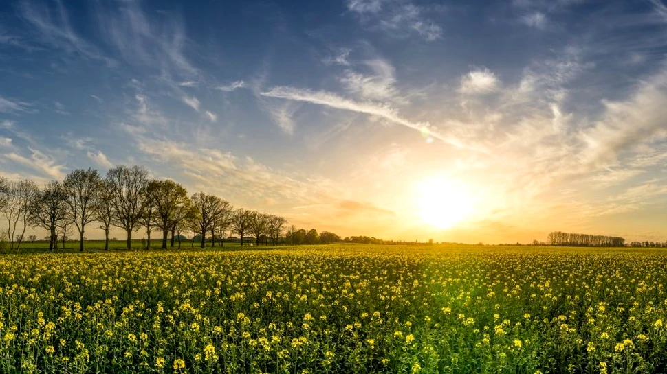 Geneticienii modifică plantele pentru a putea absorbi mai mult carbon