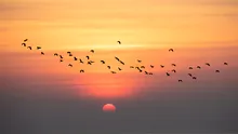 Păsările își pot opri și porni sistemul de navigație în mod natural, arată un studiu