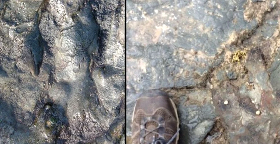 Un grup de elevi au distrus o amprentă de dinozaur veche de 115 milioane de ani din Australia