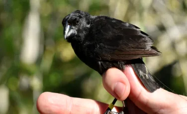 Viețile secrete ale cintezelor din Insulele Galapagos. Care sunt misterele păsărilor lui Darwin?