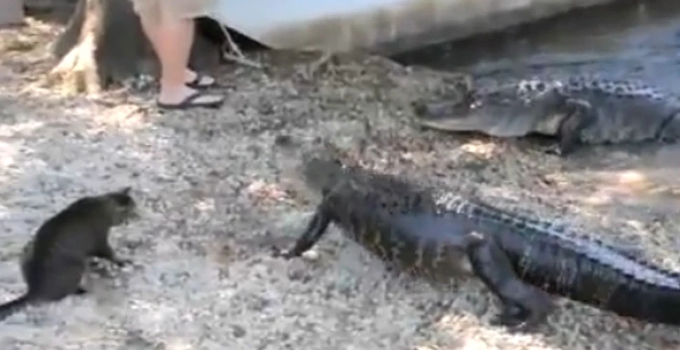 Crezi ca o pisica poate invinge un aligator? (VIDEO)