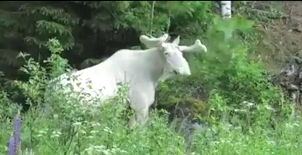 Rudolf, cel special. Imagini incredibie în Suedia cu un ren extrem de rar