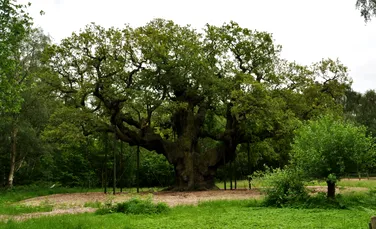 Stejarul lui Robin Hood din pădurea Sherwood a murit după 1.200 de ani