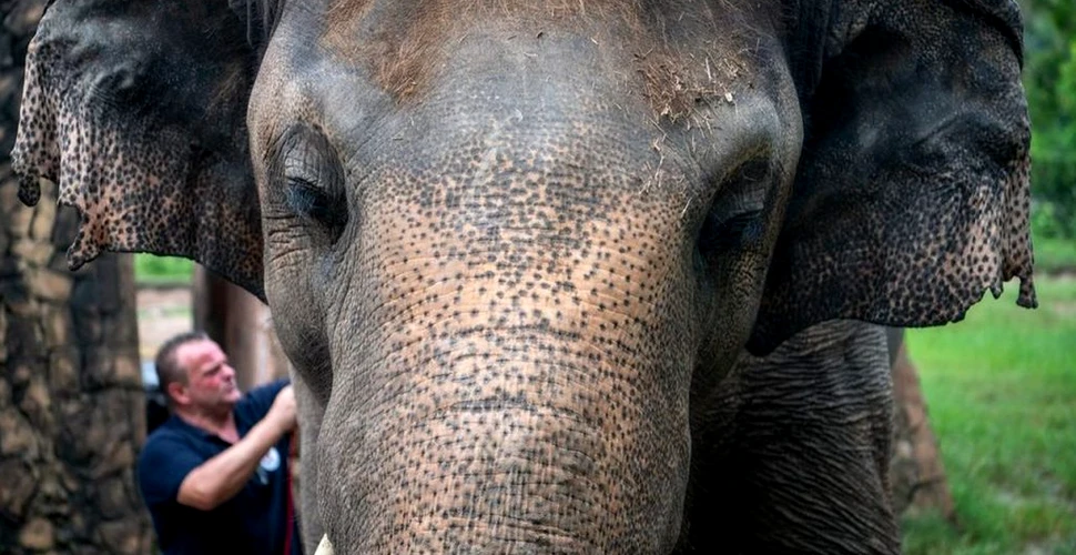 O nouă șansă la viață pentru „cel mai singuratic elefant din lume”. Ce se întâmplă cu Kaavan