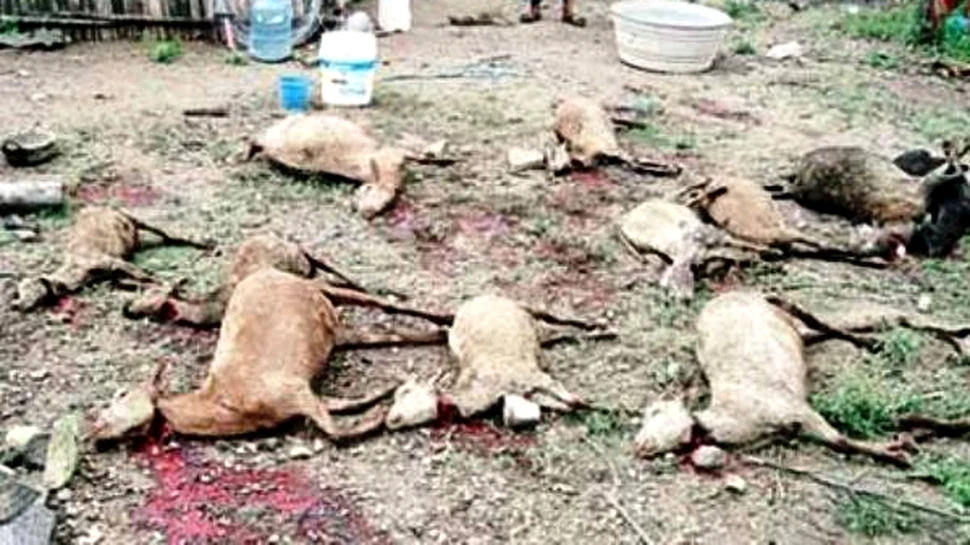 Chupacabra? 300 de capre au fost macelarite misterios in Mexic