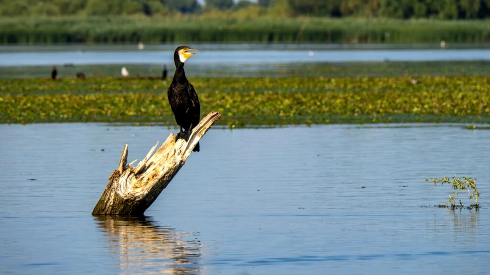 De ce vor statele UE să scape de cormorani?