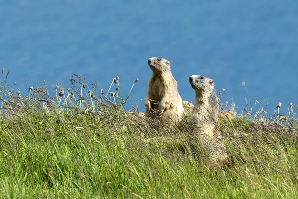 Două marmote uitându-se atente după acvile de munte.
