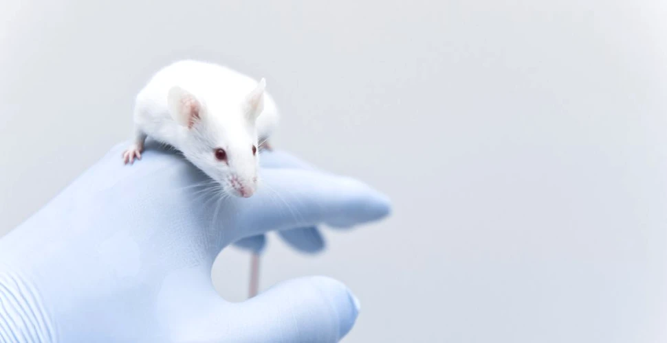 Editarea genetică poate duce la nașterea de pui de șoareci de același sex cu o eficiență de 100%