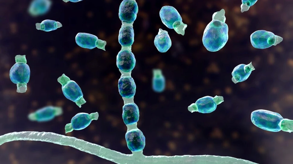 Tot mai mulți oameni infectați cu febra văii îngrijorează experții în sănătate